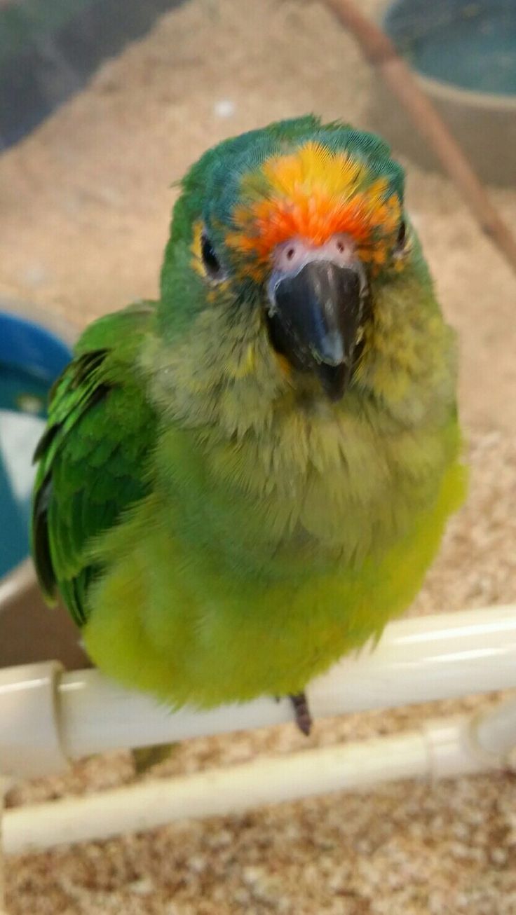 Conure de Finsch sur une barre